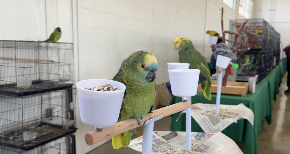 Many birds from across the world were exhibited at the County grounds as a way to highlight their beauty.